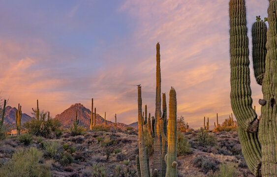 Early Morning AZ Sonoran Desert Scenery With Cactus & Dove