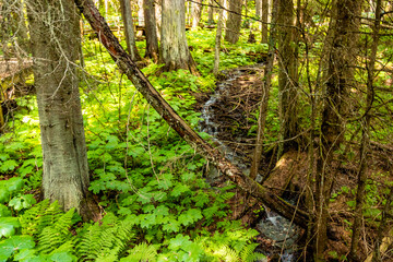 Hemlock Grove Boardwalk Glacier National Park British Columbia Canada