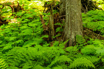 Hemlock Grove Boardwalk Glacier National Park British Columbia Canada