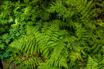 Hemlock Grove Boardwalk Glacier National Park British Columbia Canada