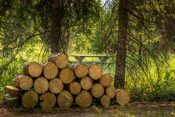 Camping in the forest McLeod Meadows Kootenay National Park British Columbia Canada
