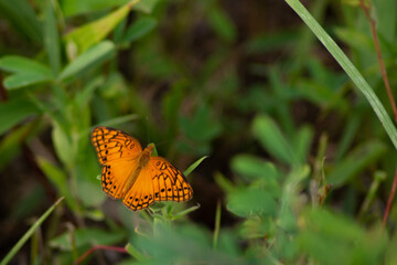 Butterfly in the grass