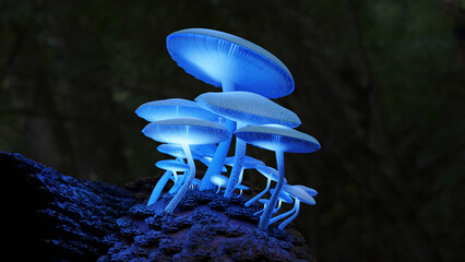 Biolumineszenz  bei Pilzen, Magic Mushrooms, Zauberpilze