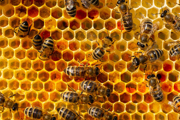 Nectar, pollen and eggs in combs. Beginning of the season. Harmonious development of the bee colony.