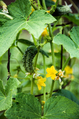 home grown cucumber climbing a garden cage with blooming yellow flowers
