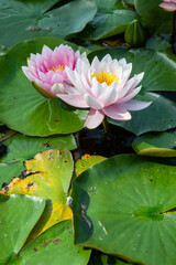 White and pink lotus flowers floating on the water. Water lilies with green leaves. Vertical view