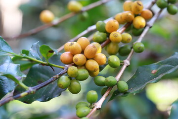 organic yellow coffee beans agriculturist  in farm.harvesting Robusta and arabica  coffee berries by agriculturist hands,Worker Harvest arabica coffee berries on its branch, harvest concept.