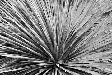 Black and White Succulent