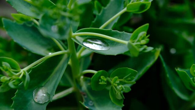 Grean Leaf Close up with water drop.