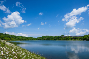 Fototapeta na wymiar 青空の元マーガレットの白い花が満開の女神湖畔