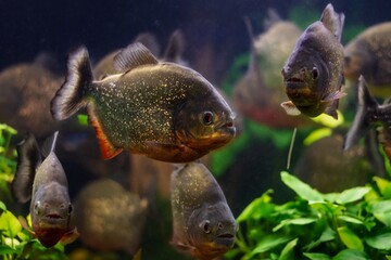 shoal of dangerous red-bellied piranha, adult wild ornamental fish species with sharp teeths from Amazon river basin in nature planted aquascape, enduring species for experienced aquarium hobbyist
