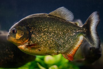 red-bellied piranha adult, dangerous wild ornamental fish species with sharp teeths from South...