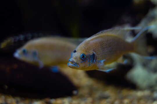 Brichard's lamprologus adults, popular and tender freshwater fish species, endemic of Lake Tanganyika, neon glow in LED low light aquascape tank of a pet shop, dwarf wonder of nature