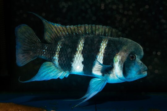 captive bred front cichlid, aggressive dominant male for monospecies system, popular and hardy freshwater fish, endemic of lake Tanganyika in LED low light fish tank of a pet shop, side view
