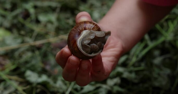 Snail in girl's hand. Big snail in shell crawling on grass, summer day in garden. Burgundy snail
