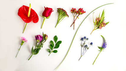 flowers on white background