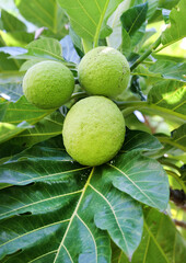 breadfruit tree