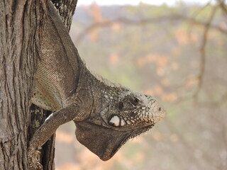 Iguana na Fazenda Pai Mateus, em Cabaceiras, Paraíba, Brasil.