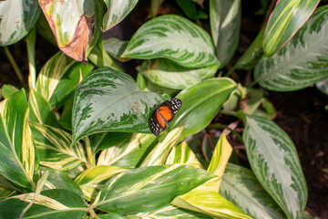 orange butterfly on leaf