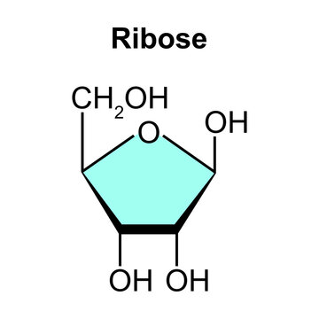 Chemical Structure of Ribose Sugar Molecule. Vector Illustration.