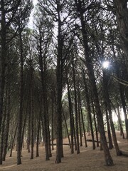 Bosque de pinos en la costa atlántica argentina