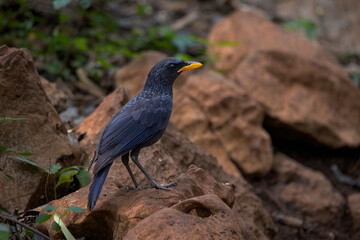 Blue Whistling thrush was standing on a rock.