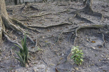 Belize, San Ignacio, San Pedro