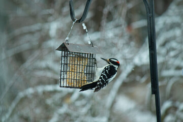 Woodpecker on suet cage in the snow
