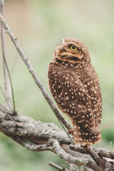 Coruja da terra  