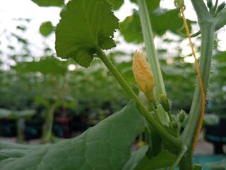 pumpkin in the garden