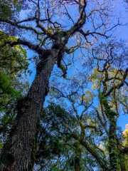 tree branches