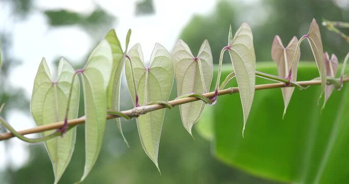 (Dioscorea esculenta)vines and trees,Growing Dioscorea esculenta