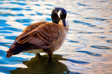Canadian goose standing in water