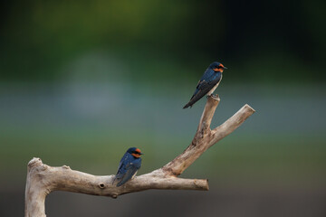 Pacific Swallow 