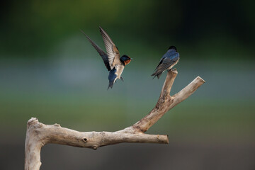 Pacific Swallow 