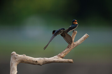 Pacific Swallow 