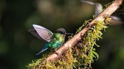 Fiery-throated hummingbird (Panterpe insignis) perched on a stick with its wings extended at the...