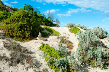 Seal Bay Conservation Park - Kangaroo Island