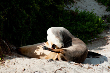 Seal Bay Conservation Park - Kangaroo Island