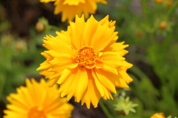 オオキンケイギクの花