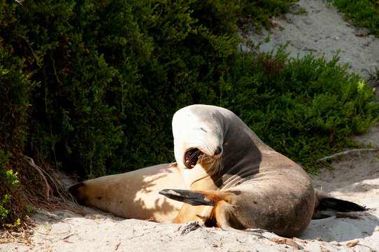 Seal Bay Conservation Park - Kangaroo Island