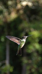 Talamanca hummingbird (Eugenes spectabilis) in flight at the high altitude Paraiso Quetzal Lodge outside of San Jose, Costa Rica