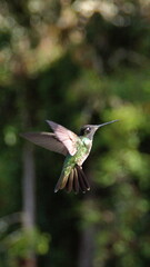 Talamanca hummingbird (Eugenes spectabilis) in flight at the high altitude Paraiso Quetzal Lodge outside of San Jose, Costa Rica