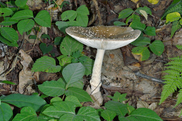 テングタケ（北海道・知床）
