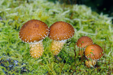 ヌメリスギタケ（北海道・知床）
