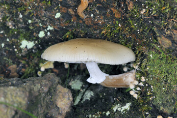 ヌメリツバタケ（北海道・知床）
