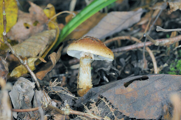 ヒダホテイタケ（北海道・知床）
