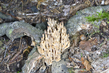 ホウキタケ（北海道・知床）
