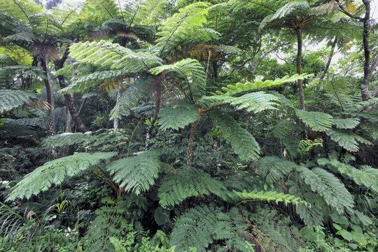 巨大シダ の画像 35 件の Stock 写真 ベクターおよびビデオ Adobe Stock