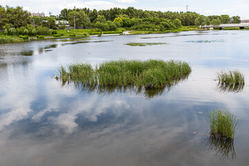 Wetlands in the park in summer